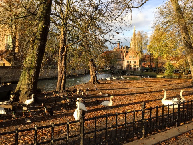 Bruges Brugge canal swans
